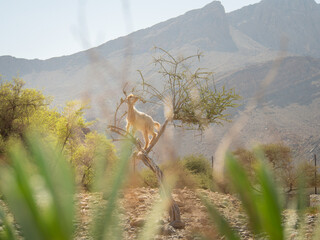  View to the climbing goat to the small tree for eating green leaves and mountain on the background. Oman.