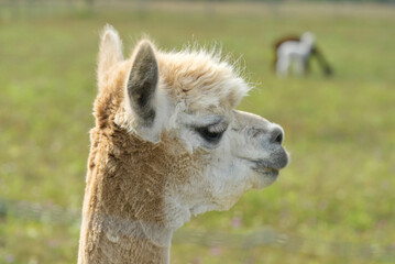 Obraz premium Alpaca Animal Close Up Of Head Funny Hair Cut And Chewing Action. farm