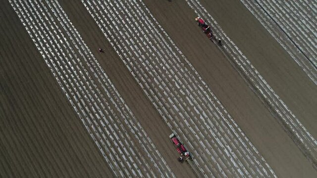 farmers drive agricultural machinery while planting taro on a farm, LUANNAN COUNTY, Hebei Province, China