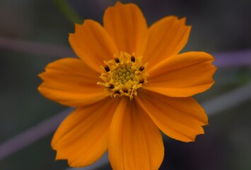 Ulam raja, cosmos caudatus