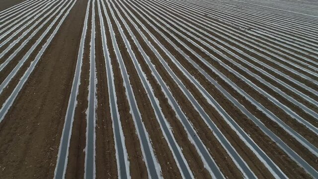 Field just planted with plastic film corn, aerial photo, North China