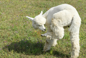 Alpaca Animal Close Up Of Head Funny Hair Cut And Chewing Action. farm