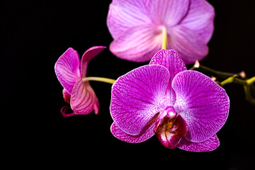 Fototapeta na wymiar branch with orchid flowers on a black background
