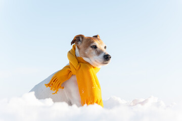 White jack russel terrier puppy in stylish yellow scalf on snowy field at sunrise. Christmass and...