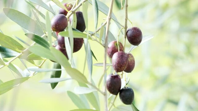 【香川県 小豆島】オリーブの実と葉が風にゆれる様子	