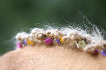 Colorful summer flowers in the mane