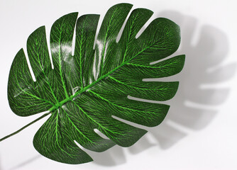 Palm leaf with hard shadow on white background