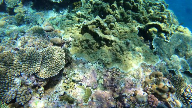 沖縄県阿嘉島の太陽の光が射し込む珊瑚がたくさんの海でのシュノーケリング