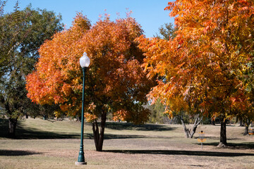 Two trees with orange yellow leaves accent an urban park on an autumn afternon
