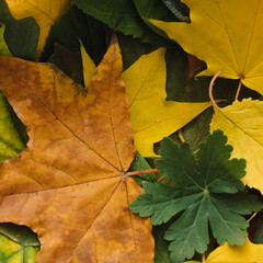 autumn leaves background