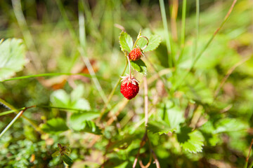 Ripe Red Wild Strawberries plants in the forest.