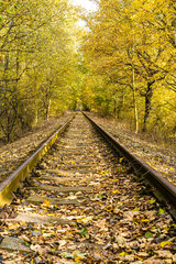 Railway between yellowed trees with falling leaves in autumn.
