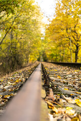 Fototapeta na wymiar Railway between yellowed trees with falling leaves in autumn.