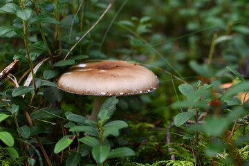 A wonderful panther fly agaric peeps out its brown-beige hat with white specks from the refreshing green lingonberry bushes on a sunny summer evening.