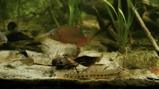 European bitterlings swim and spined loach dig in sand substrate of coldwater biotope aquarium, explore of natural behaviour of wild fish in captive