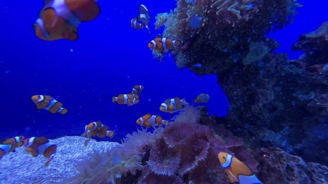 Ein Blick ins Aquarium unter Wasser mit Fischen