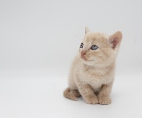 Fototapeta na wymiar kitten on white