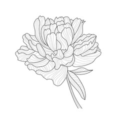 Detailed vector illustration of peony in hand-drawn line art style. Isolated black and white flower with leaves for print, open, wedding decor.