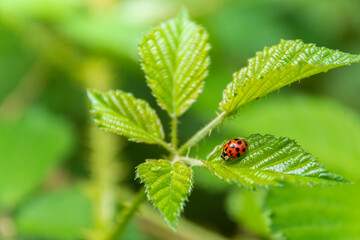 ladybug on green leaf