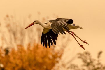 White crane preparing to land at sunset.