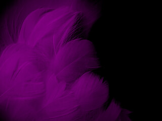 Obraz premium Macro photography of purple feathers. Abstract blurred violet black background with space for text