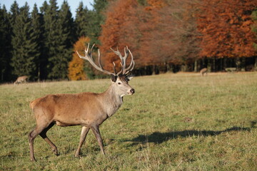 Hirsch im Wildtiergehege