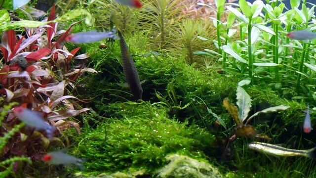 silver flying fox, active algae eater fish search for algal vegetation on plant surface, healthy plants oxygenate iwagumi Amano style freshwater aquascape with air bubbles