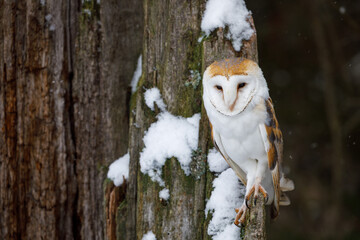 Barn owl, Tyto alba, perched on old rotten snowy oak stump. Beautiful owl in winter nature. Owl...