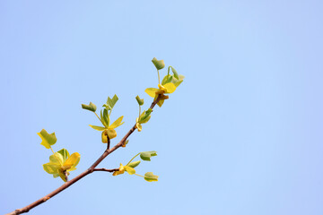 Liriodendron flowers in botanical garden, North China