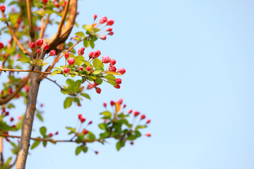 Begonia flowers in botanical garden, North China