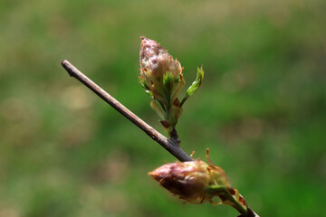 Beautiful Wisteria buds in the botanical garden, North China