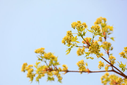Beautiful maple flowers in the botanical garden, North China