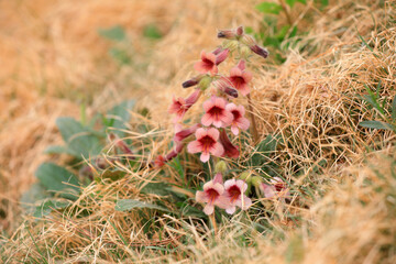 The blooming flowers of Rehmannia glutinosa in a park, Beijing