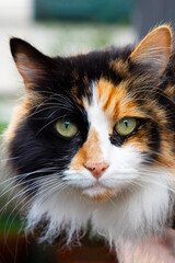 portrait of a three-colored cat that brings good luck in Italy