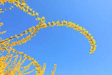 Obraz premium Forsythia flowers in botanical garden, North China