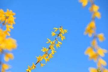 Forsythia flowers in botanical garden, North China