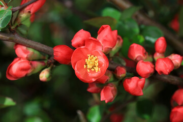 The flower of Begonia is in the botanical garden, North China