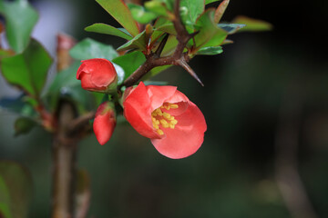 The flower of Begonia is in the botanical garden, North China