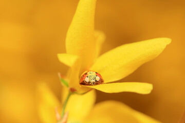 Harmonia axyridis grasps pollen on flowers, North China