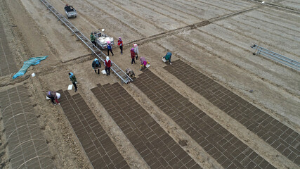 Fototapeta premium Farmers are planting rice in the fields, North China