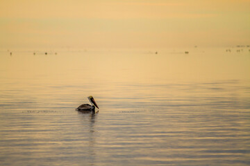 Brown pelican floating on calm water