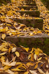Stone antique staircase in fallen yellow autumn leaves