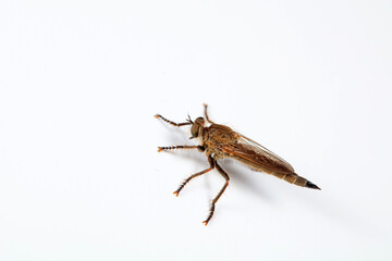 Insectivorous Gadfly in the wild, North China