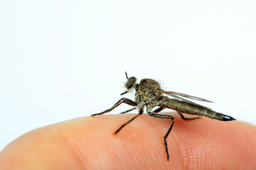 Insectivorous Gadfly in the wild, North China