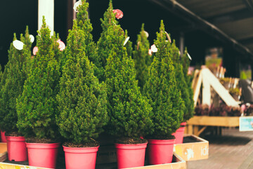 Sale of potted Christmas tree in the garden center. Eco-friendly holidays concept. Selective focus.