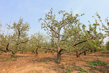 Fototapeta na wymiar The thriving apple trees are in an orchard in North China