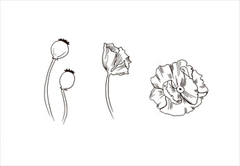 poppy flowers drawn and sketch with line-art on white backgrounds.