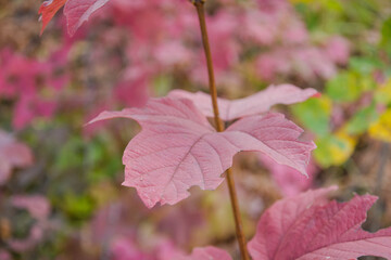 Obraz premium Autumn leaves in the forest. Leaves on the ground. Close-up leaf. Yellow and red leaves. Favorite season. Colorful landscape.