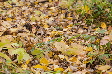 Autumn leaves in the forest. Leaves on the ground. Close-up leaf. Yellow and red leaves. Favorite season. Colorful landscape.