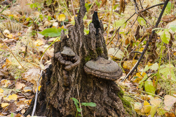 Tinder fungus on a birch. Growth on a tree. Chaga. A useful mushroom on a birch.
